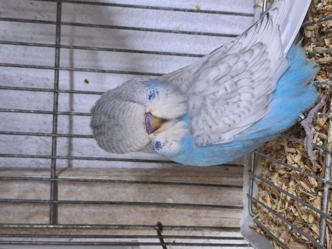 Yavru muhabbet kuşu