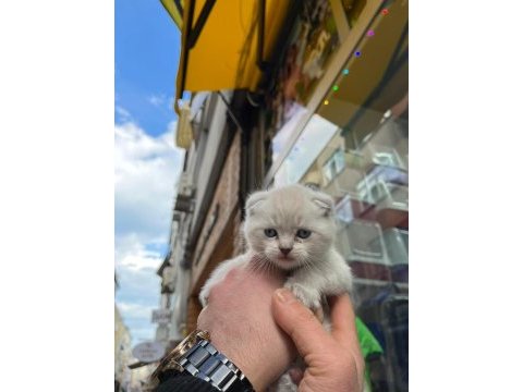 Minik bebek kediler sahiplerini bekler
