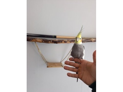 Konuşan sultan papağanı full evcil