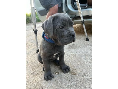 Şecereli cane corso blue dişi