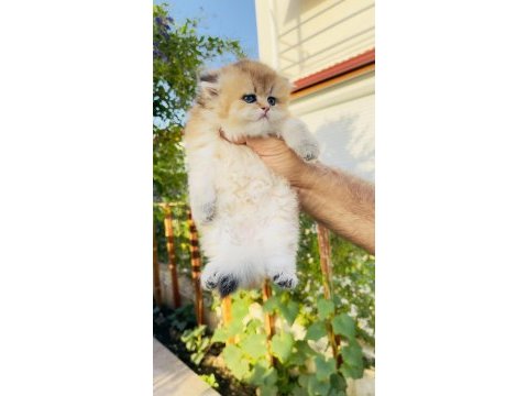 British longhair prenses henüz 40 günlük tosuncuk