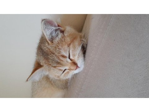 3 aylık british shorthair erkek