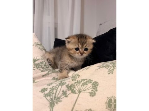 Yavru british shorthair ve scottish shorthair kedilerimiz