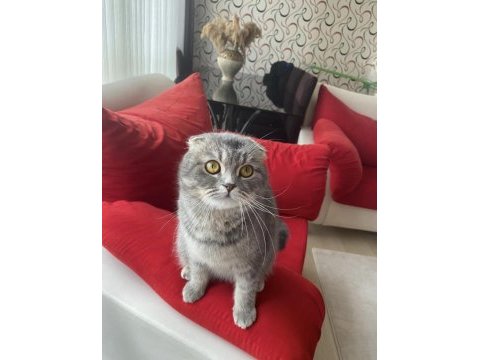 Ücretsiz sahiplendirme scottish fold kedisi