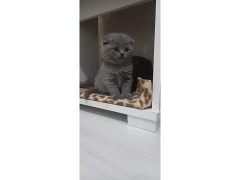 2 aylık scottish fold erkek