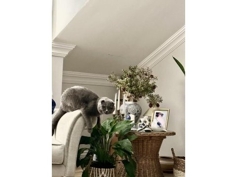Satılık scottish fold