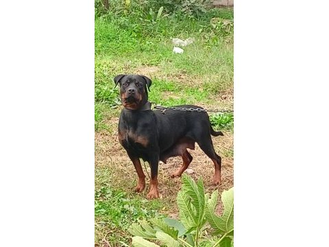 Macar kafa rottweiler yavruları