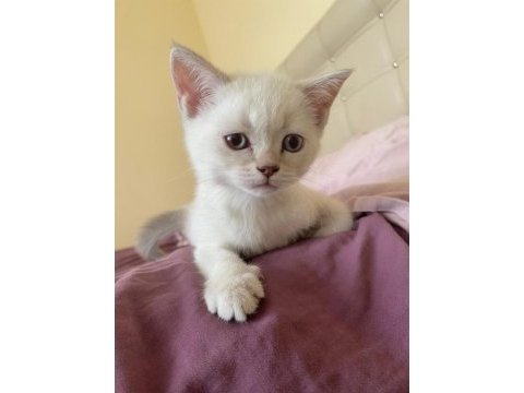 British shorthair