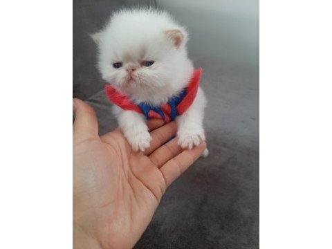 1 aylık safkan iran kedisi