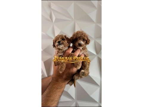 Sevimli ırk toy poodle