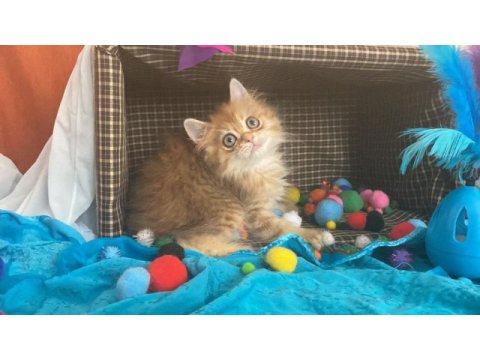 British longhair pamuk şekerler