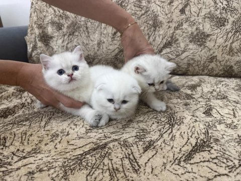 Beyaz şeker kediler denizli