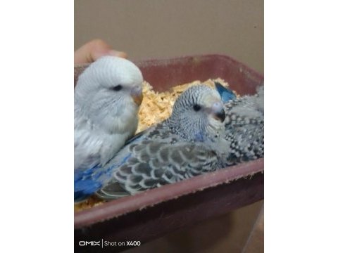 Jumbo muhabbet kuşu bebekler