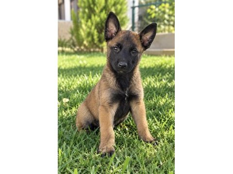   zeki ve özgüvenli malinois yavrularımız