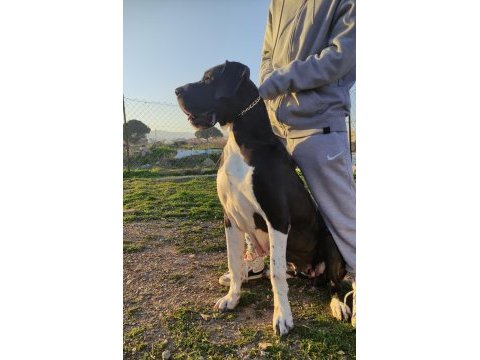 Great dane danua yavrularımız
