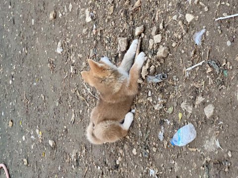 Üç aylık akita inu