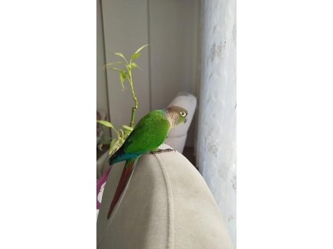 Oyun hamuru full evcil konuşan konur