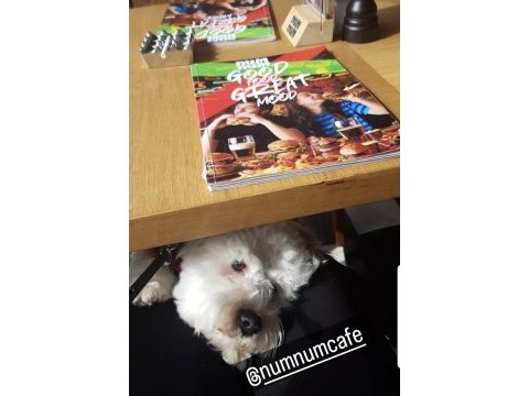 Köpeğimiz için lütfen açıklamayı okumadan aramayınız
