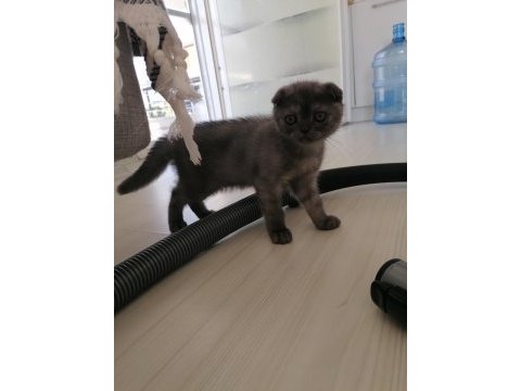 Scottish fold dişi karnesi bile hazır
