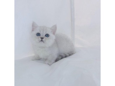 British shorthair yavruları