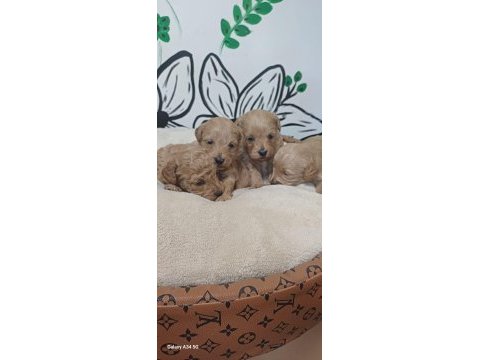 Maltipoo terrier köpeği