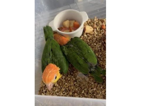 Böyle kaliteli portakal caique bulunmaz