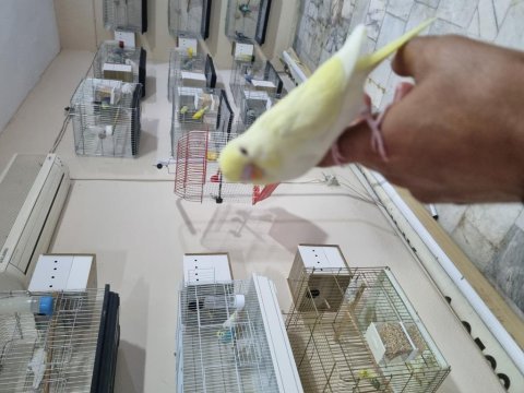Ele alıştırmalık yeme alışık yeni muhabbet yavrular