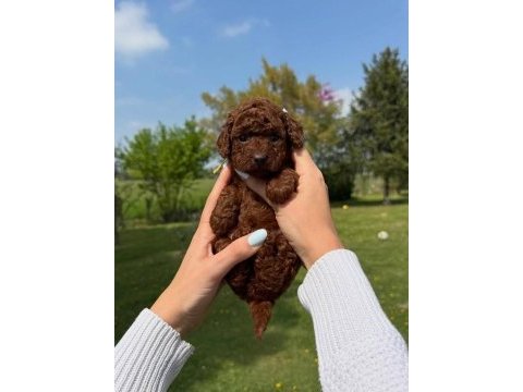 Irk garantili koyu renk toy poodle yavruları