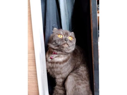 2 yaşında dişi scottish fold kızımıza yuva arıyoruz