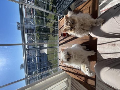 British longhair yavrularımız