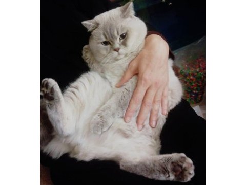 British shorthair erkek kedimiz köpük