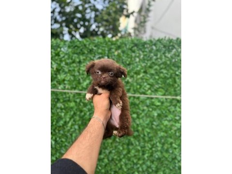 Teacup elma kafa tuvalet eğitimli 3 aylık 5 yavru şivava