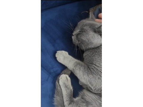 British shorthair biricik kizimiz sahiplendirilecektir