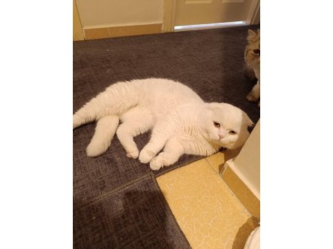 Erkek damızlık bembeyaz scottish fold