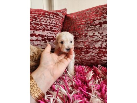 Sağlık ve ırk garantili maltipoo