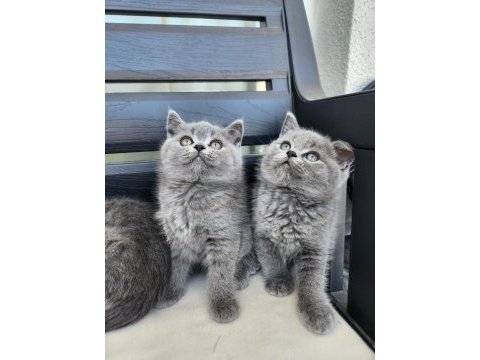 Kocaeli darıca minik pati kediler