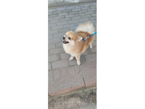 Pomeranian köpeğimize çiftleştirmek için dişi arıyoruz