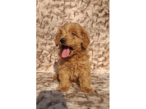 Maltipoo çikolatalı gofretler ruhsatlı çiftlik