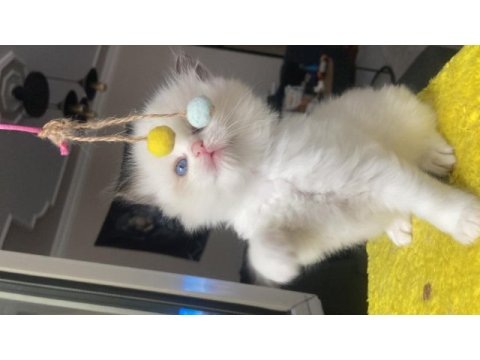 Safkan ragdoll yavrular