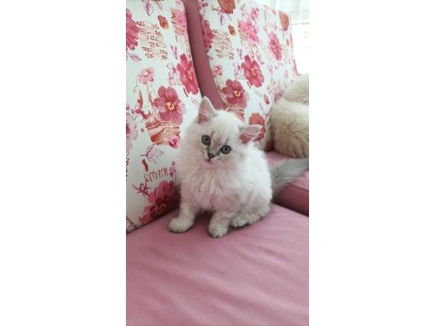 British longhair 2 aylık