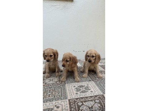 Kızıl renk english cockerlar