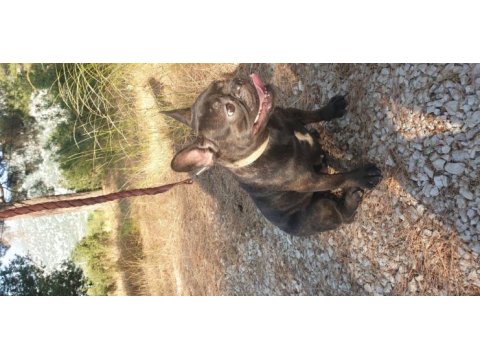 Kızanda french bulldog