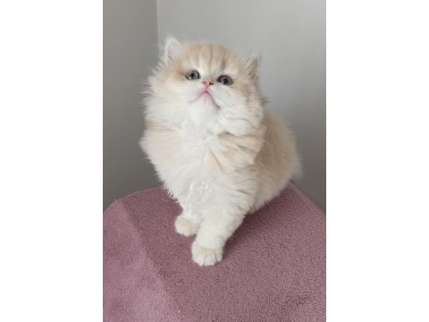 British longhair dişi golden yavru