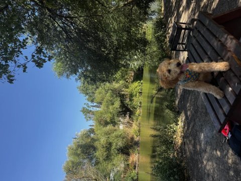5 aylık dişi toy poodle