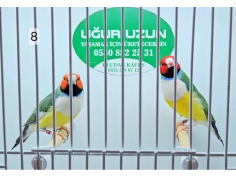 Her renk iri jumbo gouldian finch (gökkuşağı ispinozu)