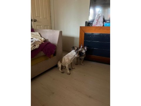 Oyuncu ve hareketli french bulldog