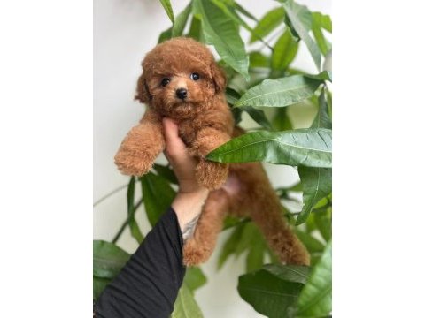 Toy poodle bebekler