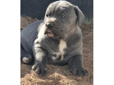 Sılver blue yanı gumus ve mavı gozlu nun en guzellerı