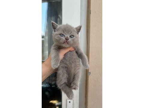 Brıtısh shorthair kedisi antalya