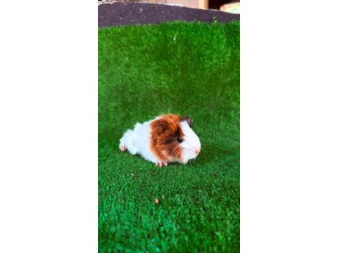 Sevimli guinea pigler